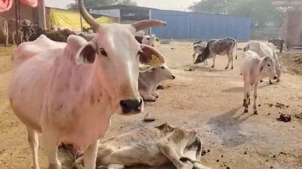 बदायूं की गोशाला में गोवंशों की मौत के बाद प्रशासनिक जांच और कार्रवाई